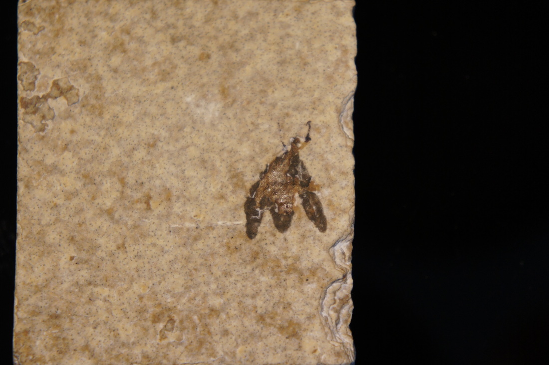 Fine Contrast and Details Lincoln Co. Fossil Insect Wyoming Bark Boring Beetle Green River Shale Middle Eocene