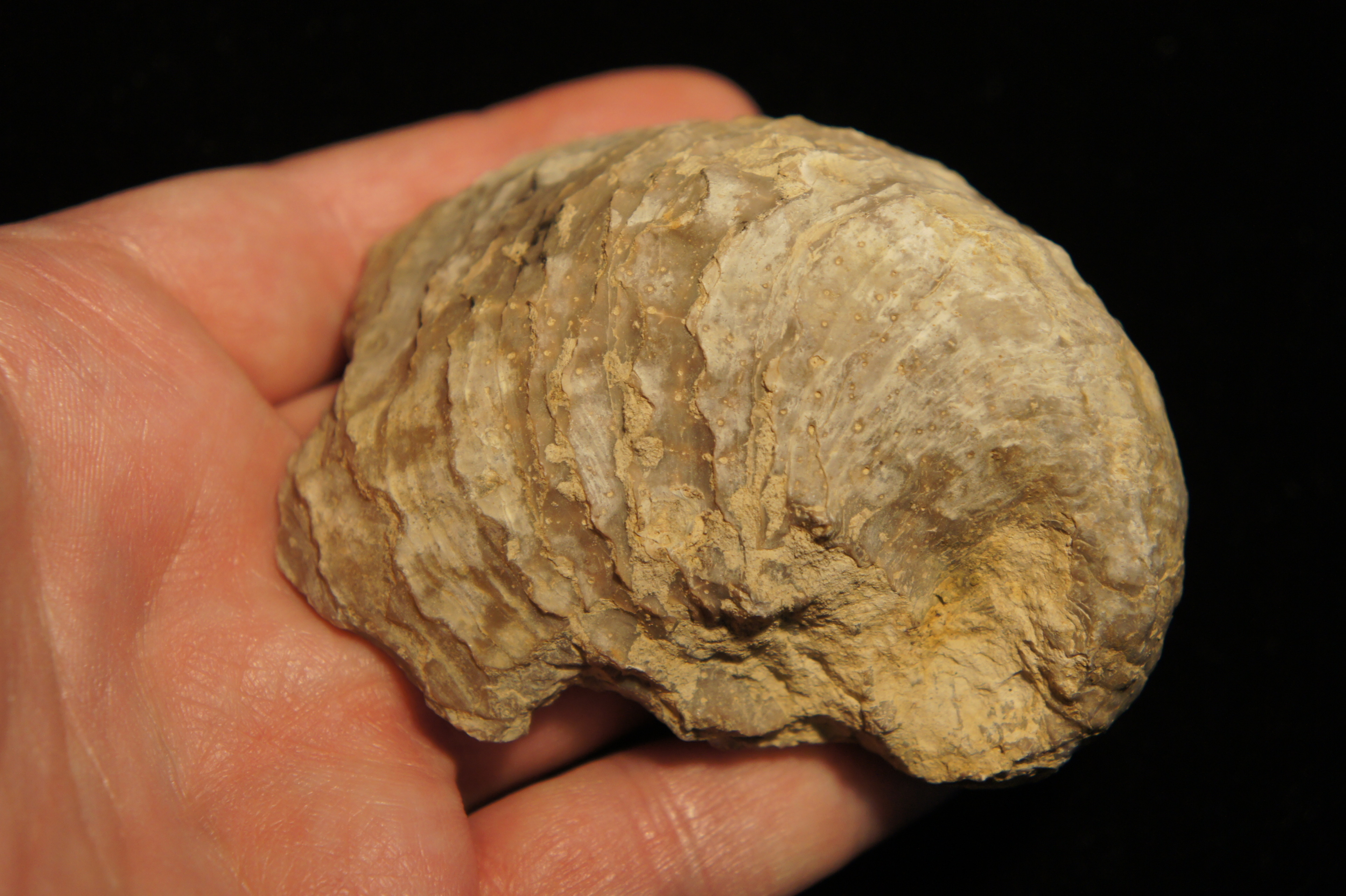 comparación de mano con este fossil